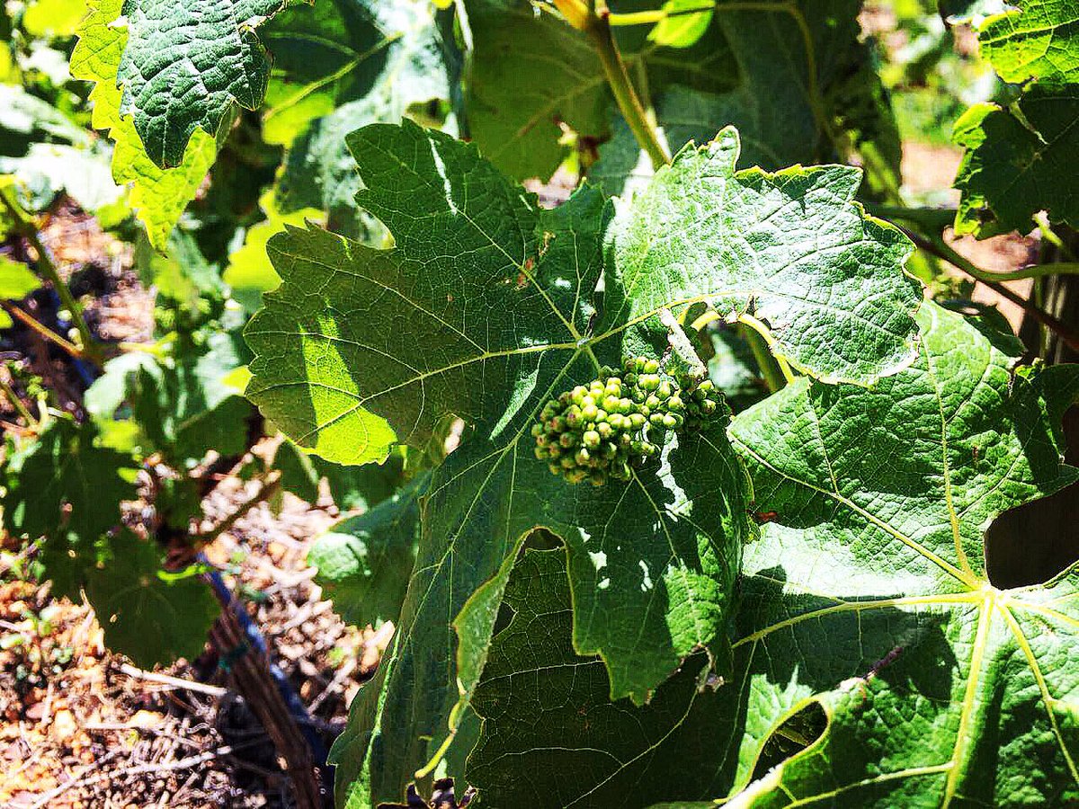 TsepangMolisana's tweet image. A Legacy of Access

For @WOSA_ZA: I wrote about how wine industry funding initiatives, like @creationwines help the @pebblesprojecttrust to support farm worker communities, from ECDs to mental health programmes 

wosa.co.za/WOSA-News/Blog…

#PebblesProject
#HemelenAarde
#WineforGood