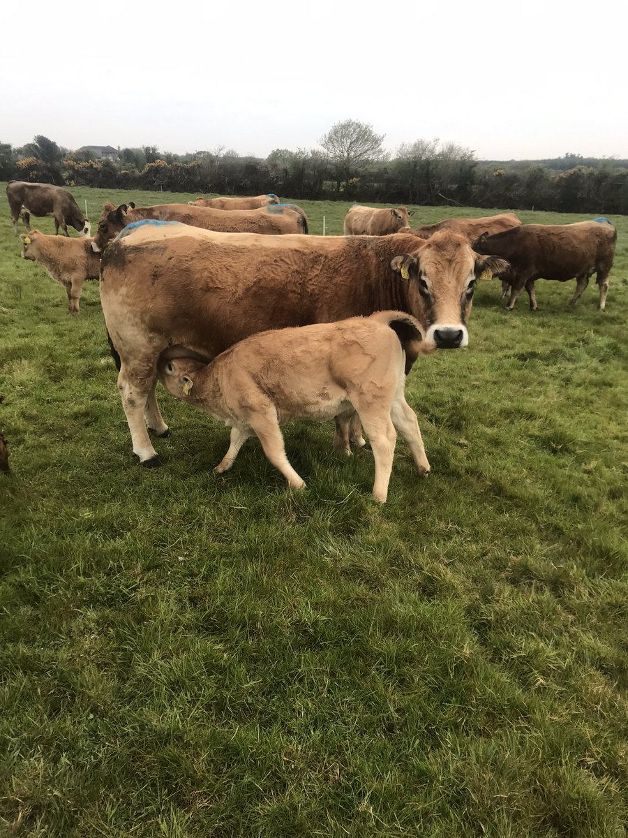 com_wjs's tweet image. Getting the breakfast lovely s2205 heifer #Aubrac