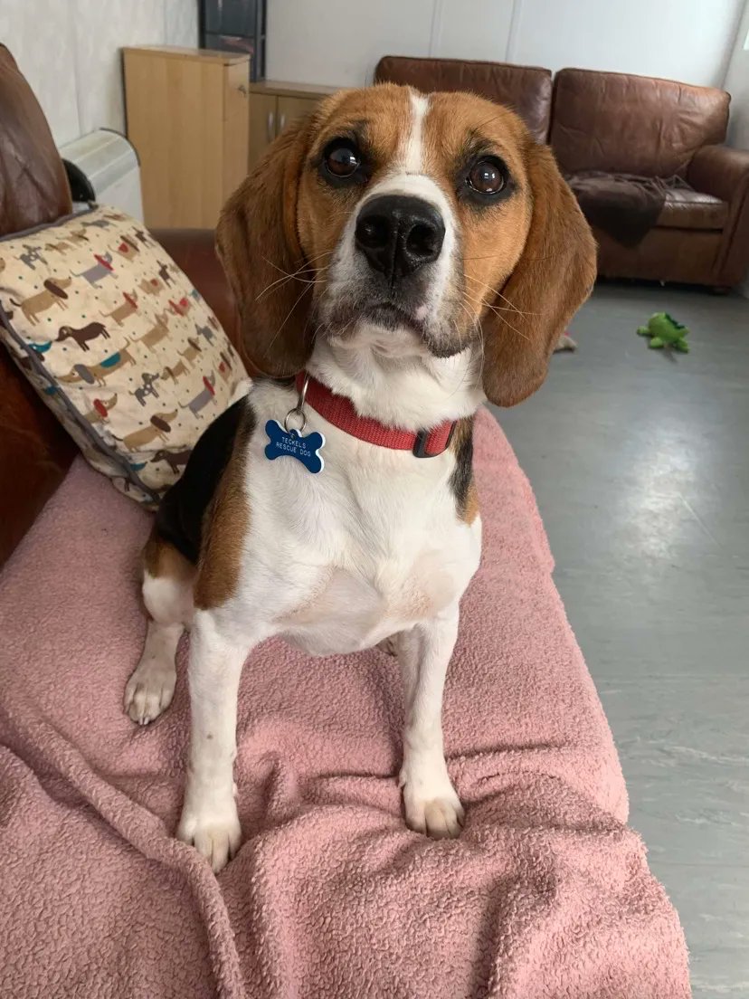 Teckels Animal Sanctuaries tweet media