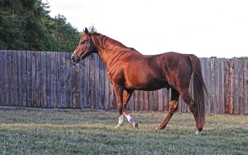 ShadwellArabian's tweet photo. AL SAOUDI
2000 – Nuits St Georges x Fatzica
🏆Multiple Group 1 winner
Out of the same dam line as Group 1 winners AL MOURTAJEZ, AL MOUTAWAKILA, AL MOUHANNAD…
#ArabianStallion #ArabianBreeding #ArabianRacing
📸:@deborahburt1 https://t.co/fBpPQG9gFY