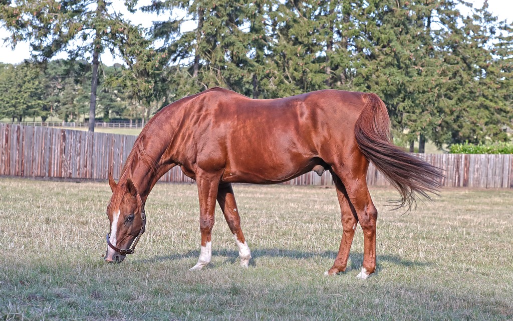 ShadwellArabian's tweet photo. AL SAOUDI
2000 – Nuits St Georges x Fatzica
🏆Multiple Group 1 winner
Out of the same dam line as Group 1 winners AL MOURTAJEZ, AL MOUTAWAKILA, AL MOUHANNAD…
#ArabianStallion #ArabianBreeding #ArabianRacing
📸:@deborahburt1 https://t.co/fBpPQG9gFY