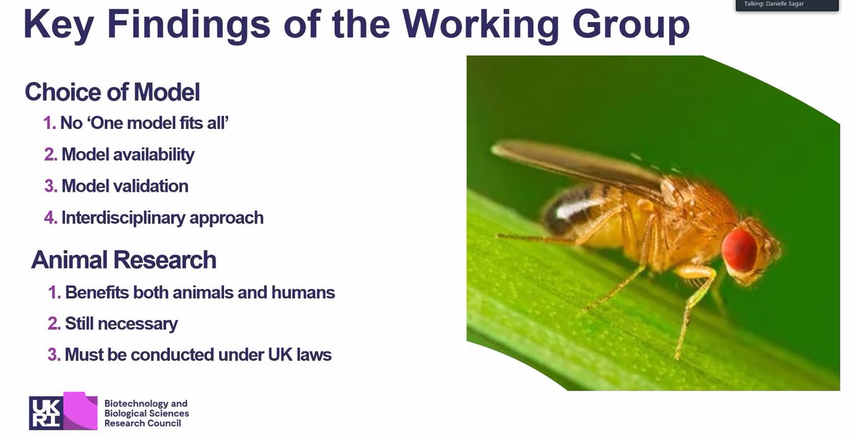 PhySoc's tweet photo. Results of the @BBSRC #ExperimentalModels report were presented to expert group chaired by Dr Paterson, President of @physoc.
Key trends:
⭐Risk aversion among reasons that determine choice of model
⭐Animal-models research targeted for humans benefits both animals &amp; humans https://t.co/LeqEZuLCQ0