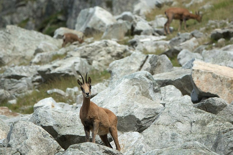 Prismàtic (@prismatic_nat) on Twitter photo 🌟 La comunitat Prismàtic segueix creixent i estem molt emocionades 🌟 Avui us presentem la incorporació de l'equip <a href="/WildCoM_bcn/">Wildlife Conservation Medicine (WildCoM)</a>, que ens aportarà una visió impecable sobre la #salut, el benestar i les malalties de les poblacions de la #fauna salvatge 🦫🐍🦌 Benvinguts!!😊 🌟 La comunitat Prismàtic segueix creixent i estem molt emocionades 🌟 Avui us presentem la incorporació de l'equip <a href="/WildCoM_bcn/">Wildlife Conservation Medicine (WildCoM)</a>, que ens aportarà una visió impecable sobre la #salut, el benestar i les malalties de les poblacions de la #fauna salvatge 🦫🐍🦌 Benvinguts!!😊