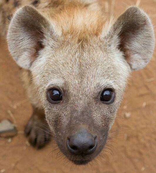 LeosAnimalPlan1's tweet photo. Happy #InternationalHyenaDay 
#Hyenas help maintain healthy ecosystems. They are excellent hunters. They are extremely intelligent and great parents. Hyenas are portrayed as evil in movies but they're amazing #animals 
 #hyenaDay https://t.co/bjr8stKHXG