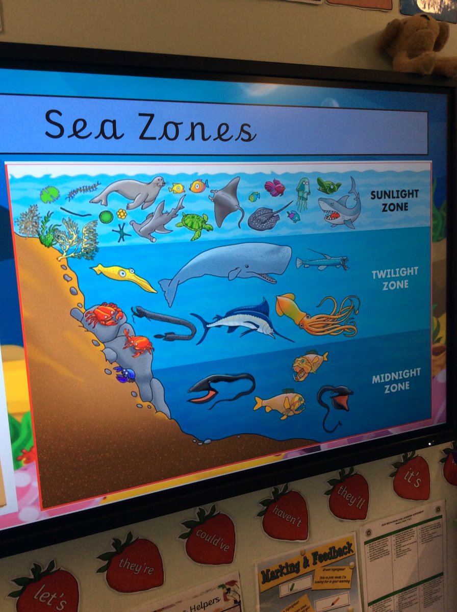 WCoFE_Beech12's tweet photo. Exploring the different zones of the ocean π¬π π¦ #projectoceans https://t.co/ask2BmHftO