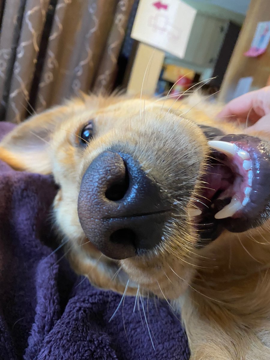 BestGoldenEver's tweet photo. Hi frens!!!! 🥳🥳 

See this happy doggy face?! 

My mom forgot to tell you..

It was my BIRTHDAY this week! 

🥳 I’m one years old now!! 🥳

Yipeeeee!!!! 🥳🥳🥳🥳🥳🥳 https://t.co/fGravPRYBb