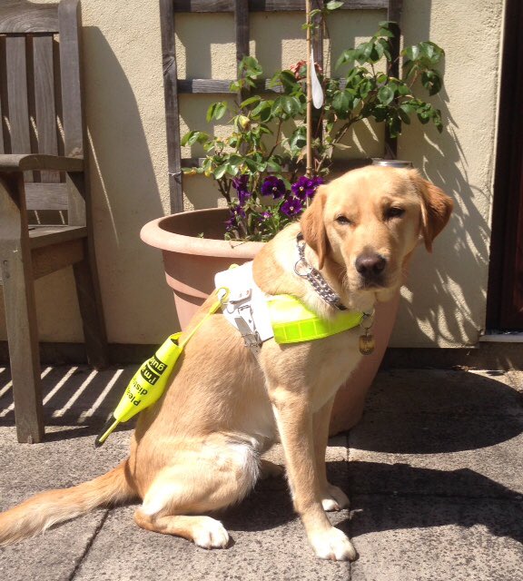 Today is #InternationalGuideDogDay and I want to remember my own now retired guide dog Gem

Now happy in her retirement home due to medical and other reasons

Always loved. Thank you for everything over the 4 years we were partners Gem