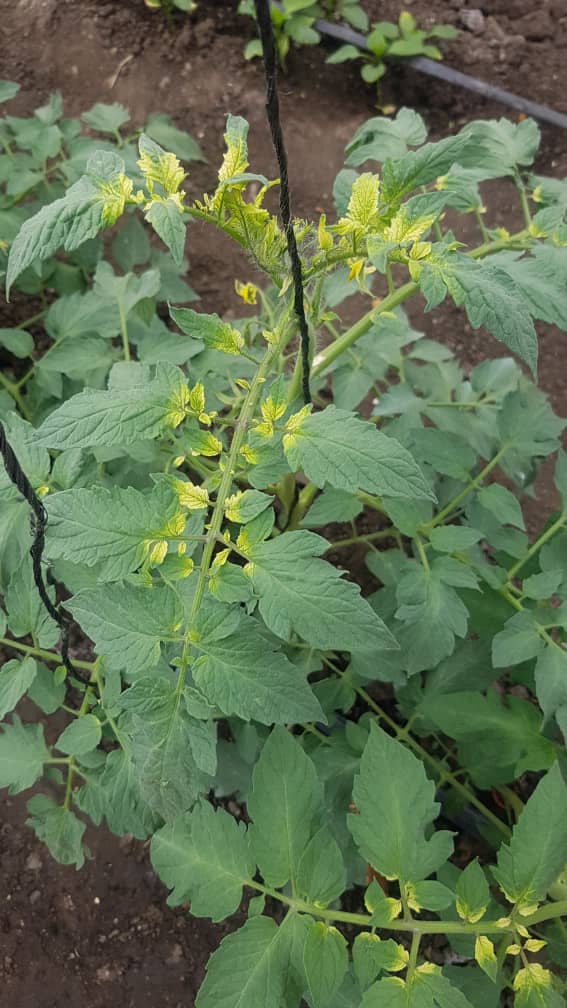 ceejayagrobae's tweet photo. At times one has no time for social media as crops will be needing an Agrodoctor to give diagnosis and prescription. At times it takes teamwork to give solution.
A plant is like a baby that needs close monitoring, if you lose sight one moment it could be disastrous.
#happy2beback https://t.co/Whe0RJKhuw