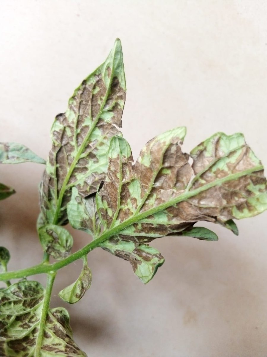 ceejayagrobae's tweet photo. At times one has no time for social media as crops will be needing an Agrodoctor to give diagnosis and prescription. At times it takes teamwork to give solution.
A plant is like a baby that needs close monitoring, if you lose sight one moment it could be disastrous.
#happy2beback https://t.co/Whe0RJKhuw