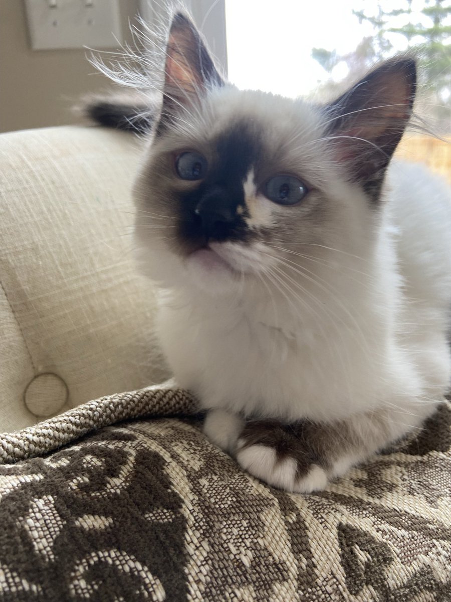 BarbaraMeleca's tweet photo. Gidget is highly anticipating today’s podcast drop from @foodballpod with host @theonlyseamus. #GoodMorningTwitterWorld #FoodForAll #food #foodforthought #foodballpod #humanscook #meow #Ragdoll #kittens https://t.co/Rq4rtctsWX