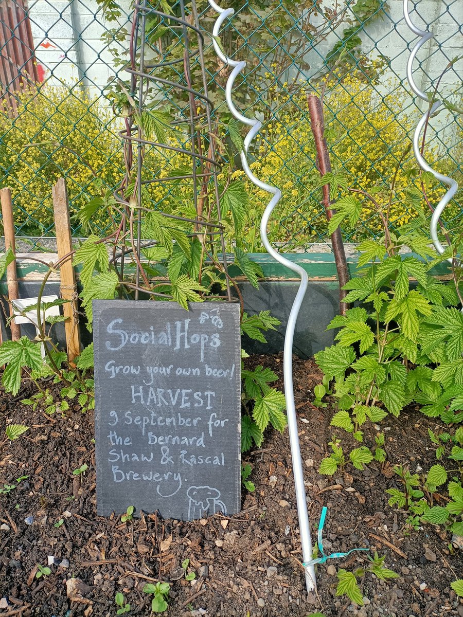 The hops are hopping 😎💚🌱 <a href="/TheBernardShaw/">The Bernard Shaw</a> <a href="/RascalsBrewing/">Rascals Brewing Company</a>