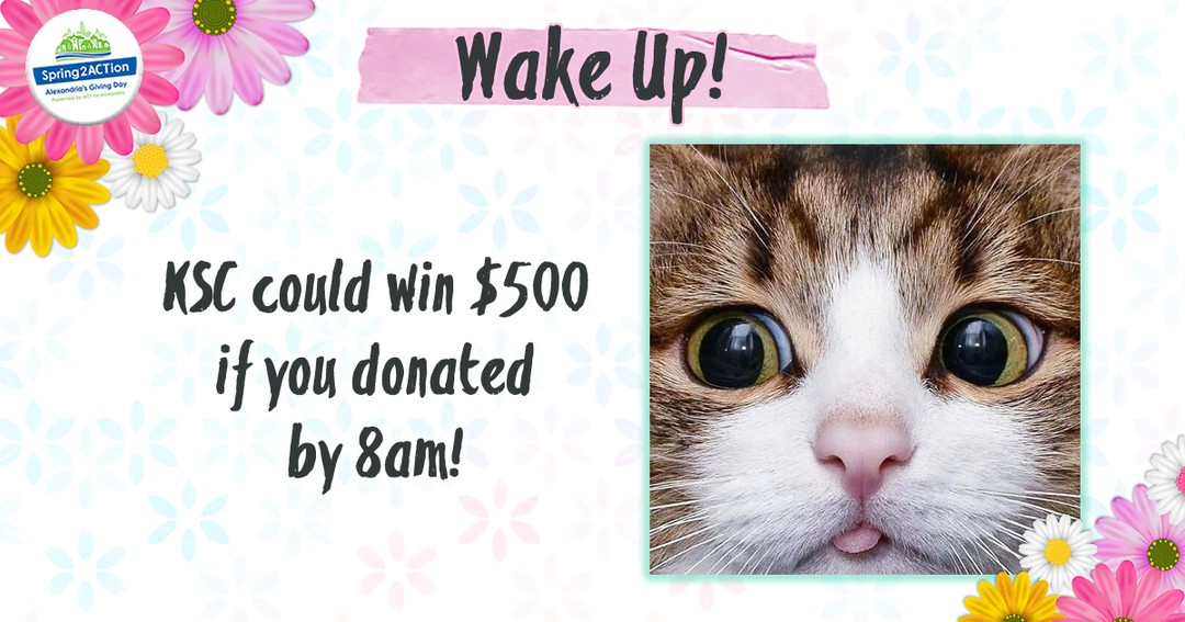 🎉TODAY IS THE BIG DAY! 🎉 This #Spring2ACTion2022 one-day online fundraiser is so critical to our life-saving work. Consider making a gift if you can 😻 You can still help save lives by simply sharing our Facebook posts.…

📸 instagram.com/p/Cc2bIZNhANH/ via tweet.photo