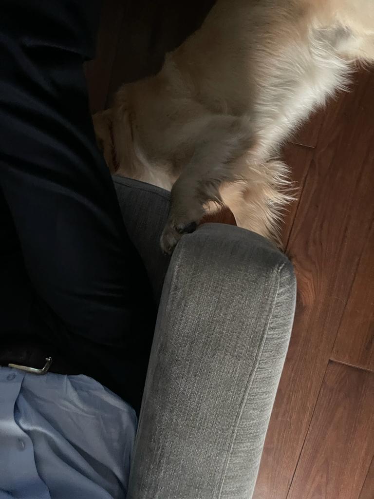 vineetnayar's tweet photo. Simba owns me even in his sleep. Ownership is not about entitlement but about reaching out.
#stayinspired #learningfromthem https://t.co/mI2oCtM997