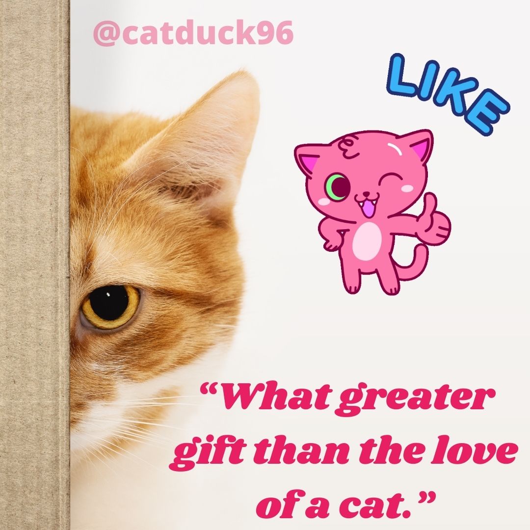Catduck96's tweet photo. what greater gift than the love of a cat...

#cat #catsofinstagram #cats #catstagram #vacation #catlover #catlovers #catoftheday #catlife #cats_of_instagram #instacat #catsagram #catlove https://t.co/ja9IHJvmUR