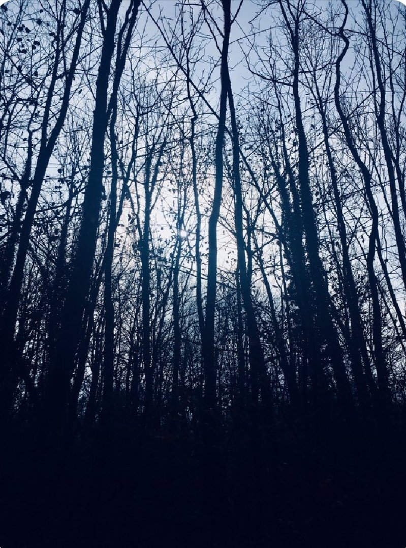 Bäume sind Gedichte, die die Erde in den Himmel schreibt. Wir fällen sie nieder und verwandeln sie in Papier, um unsere Leere zu dokumentieren.
~Khalil Gibran~
(Sand und Schaum, 1926)