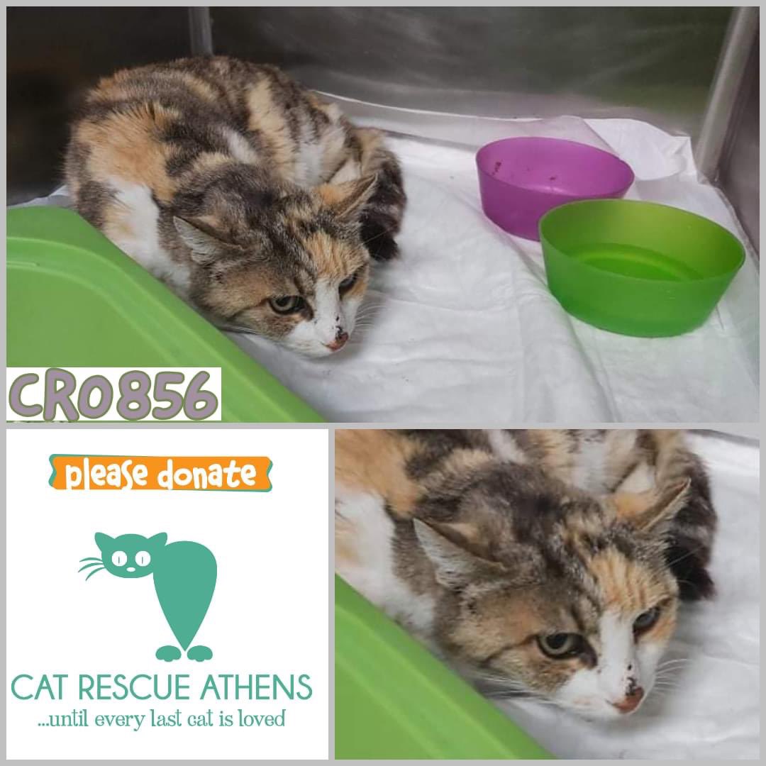 CatRescueAthens's tweet photo. #cra_cr0856
⚠️ Χρειαζόμαστε βοήθεια στα ιατρικά έξοδα!
Η γιαγιά Άλιεν είναι η μεγαλύτερη σε ηλικία γάτα μιας από τις αποικίες μας. Ειναι
Μια γάτα άπιαστη για χρόνια που γέννησε αμέτρητες φορές μέχρι να καταφέρουμε να την πιάσουμε κ να την στειρώσουμε. https://t.co/zHlp6eIbgX