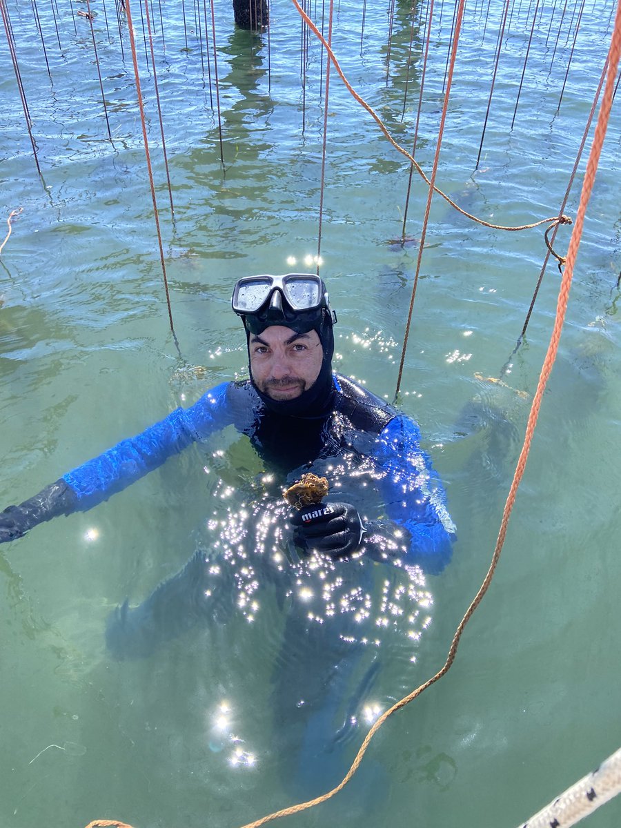 CamiBe90's tweet image. Mission #MAREA done! Finally weather was cooperative and warm enough (for him) to go in @CaFoscari #venicelagoon #venice #restorativeaquaculture