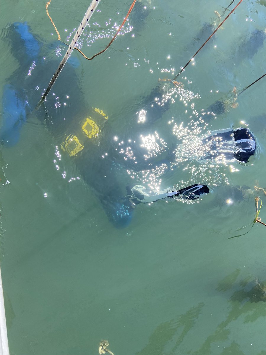 CamiBe90's tweet image. Mission #MAREA done! Finally weather was cooperative and warm enough (for him) to go in @CaFoscari #venicelagoon #venice #restorativeaquaculture