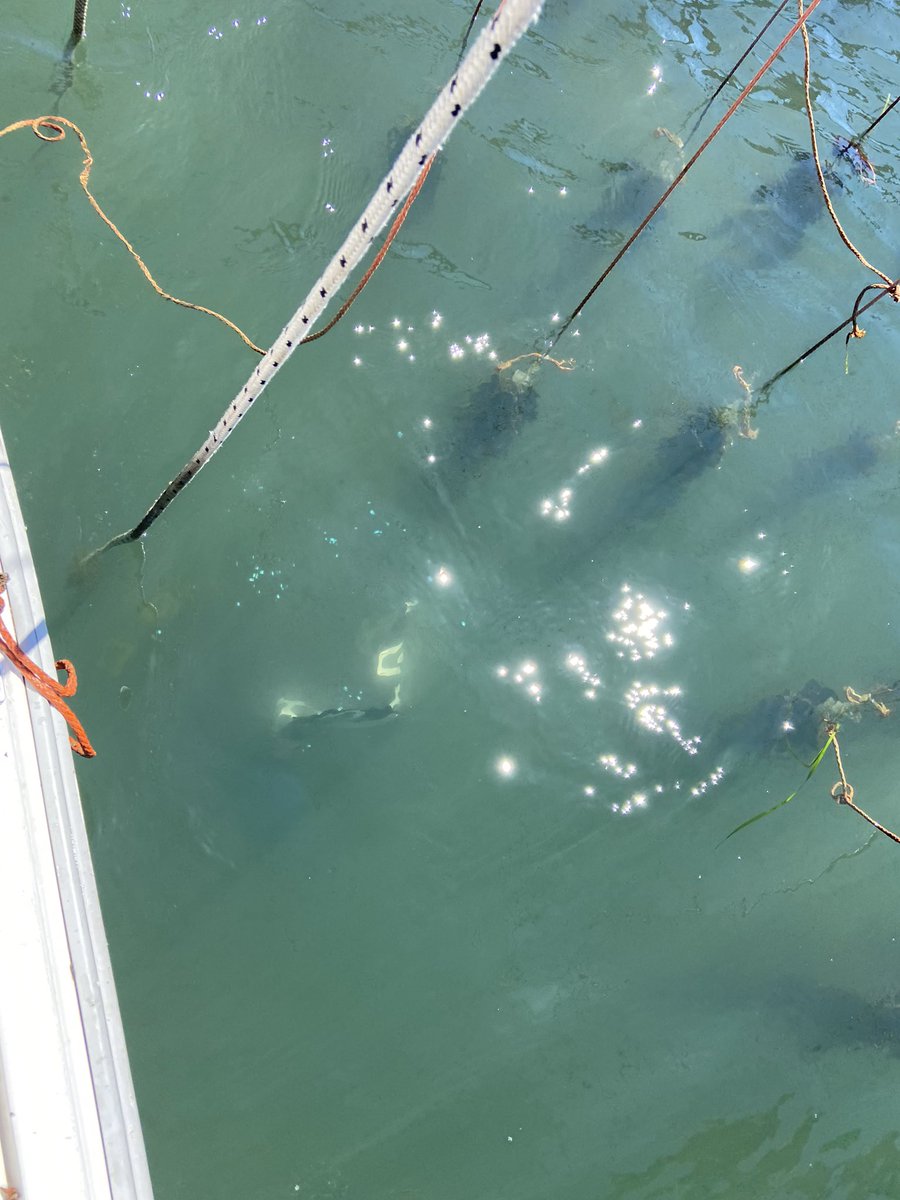 CamiBe90's tweet image. Mission #MAREA done! Finally weather was cooperative and warm enough (for him) to go in @CaFoscari #venicelagoon #venice #restorativeaquaculture