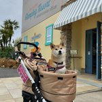 ツイートに含まれる画像