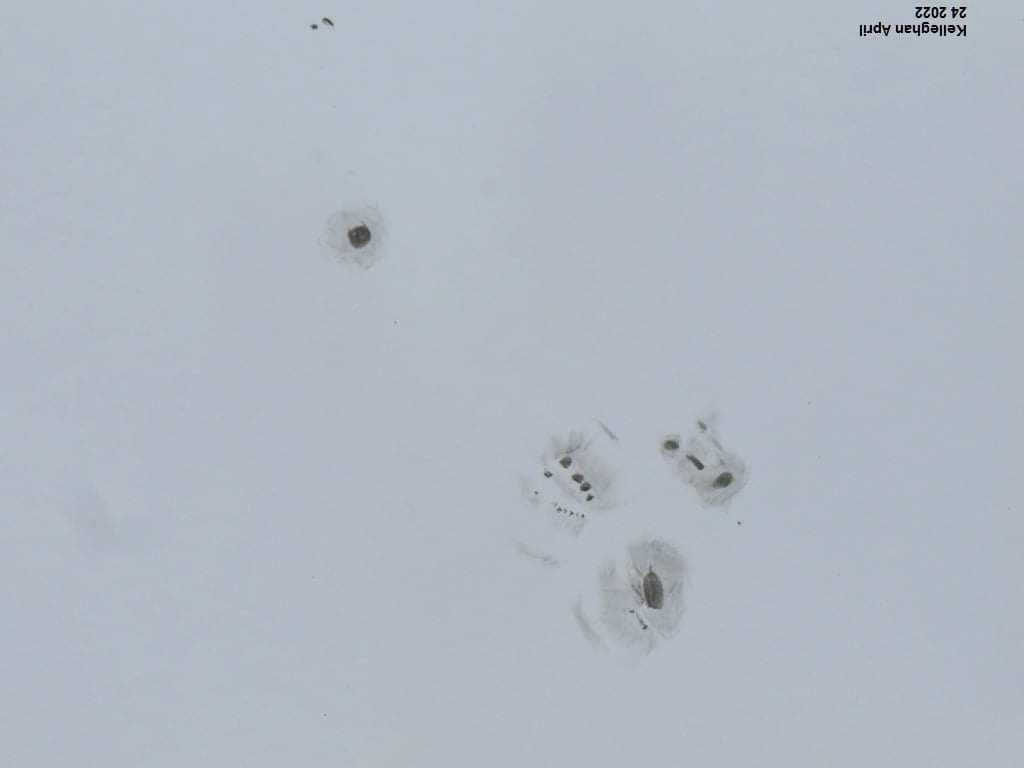 skysketcher's tweet photo. Active Regions 2993,2994,2995,and 2996. April 24th 2022 / 11:10 UT - 12:06 UT 200mm Dob / 14mm eyepiece/ 200 mm White Light filter /85 X Seeing Faber Castell pastel pencil and silicone tipped brushes . Seeing unstable, breezy. #astronomy #Solardrawing #Mayo #Killadoon https://t.co/aqjzpIytnW