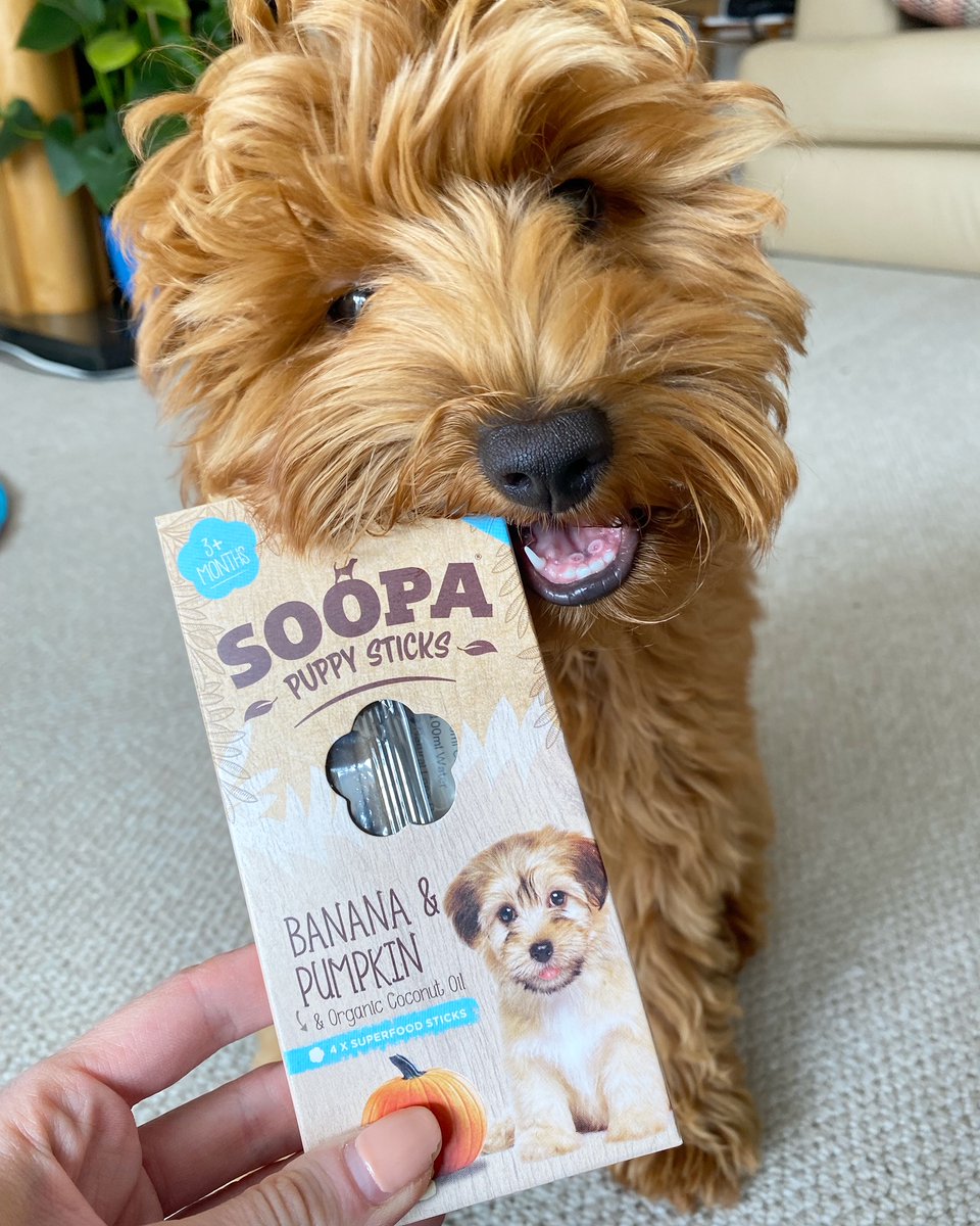 MichelleSLT's tweet image. Puppies, we all love them! But did you know they need treats designed for puppies? We've got you covered with our healthy Banana &amp;amp; Pumpkin Puppy Bites &amp;amp; Sticks.

Start your puppy's life the healthy way 🐶

Buy Puppy treats ⏩ bit.ly/3y0M28H

#dogtreats #puppylove #mhhsbd