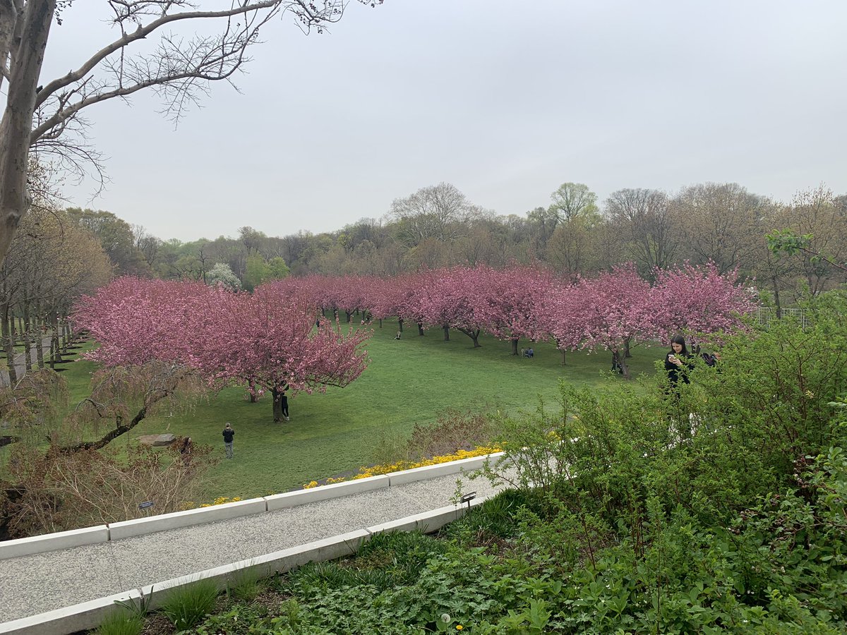 soozenyc's tweet photo. NOW is the time to see the Cherry Blossoms at the Brooklyn Botanic Gardens. #brooklynbotanic #cherryblossomsbrooklyn
#cherryblossomnyc https://t.co/NGnMO3o3Yb