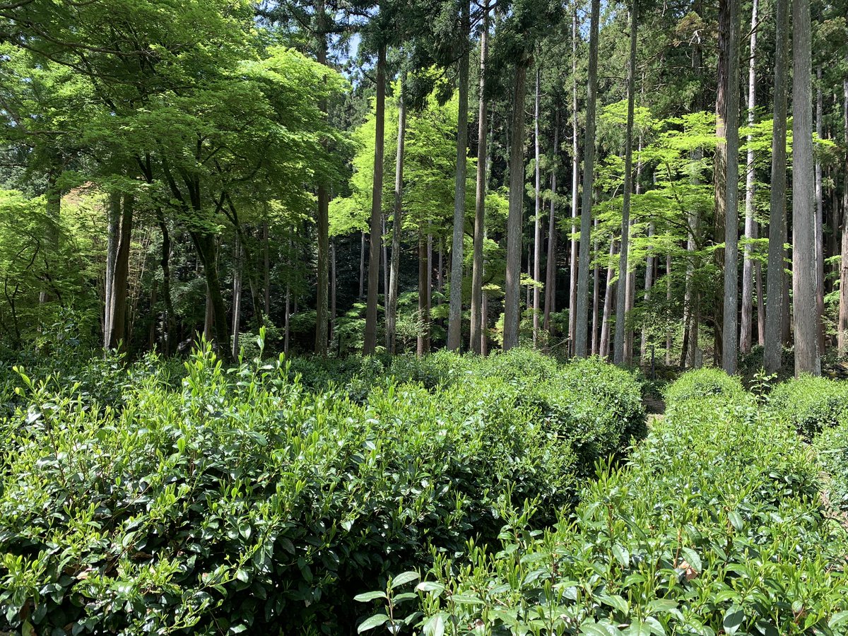 kosanji_temple's tweet photo. 【特別公開のご案内】
4月より事前予約制の特別公開を行なっております。
通常公開の国宝「石水院」をはじめ非公開の茶室「遺香庵」と茶園をご案内いたします。
書院での呈茶・特別朱印・鳥獣戯画グッズ付きです。
詳細は以下のURLよりご覧ください。

https://t.co/iW2wtFAaHc https://t.co/wg0Bjeuxu6