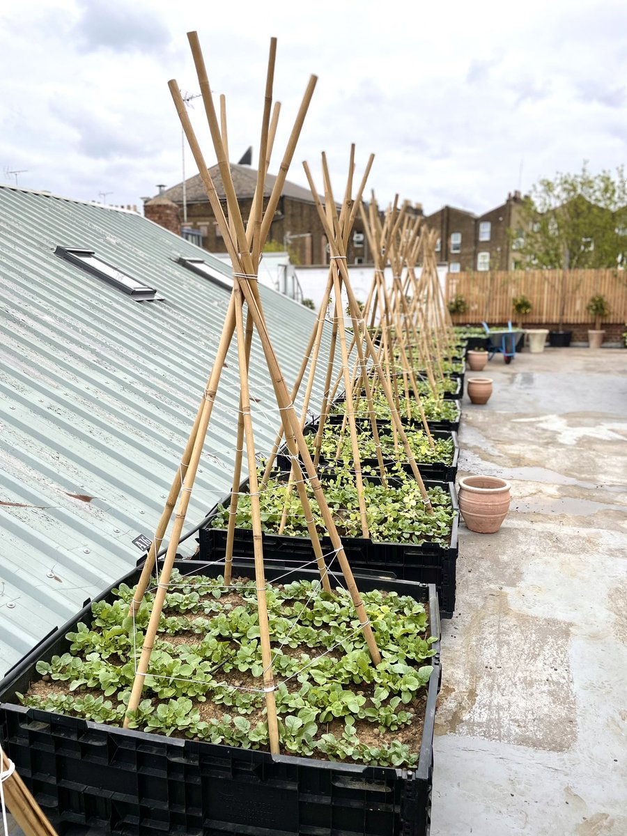 CugannLaoch's tweet photo. #SkyFarm has gone full throttle over the last few days here @BrunswickCoffee. We will have food from our own #SoilnToil on plates this weekend. Amazing how quickly everything comes up. #growyourown #urbangardening #dalston #londongardens https://t.co/uPVmwoke4S