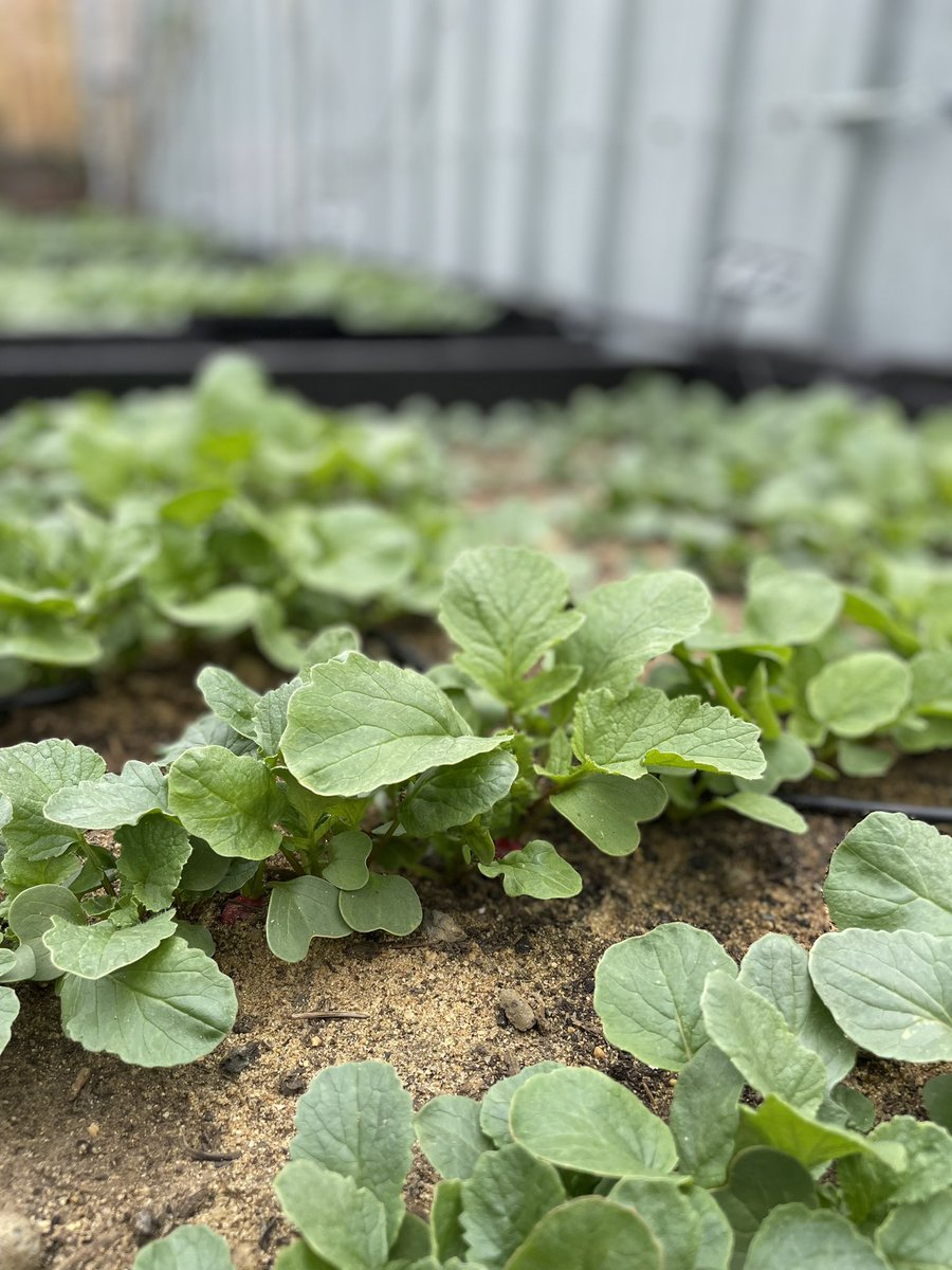 CugannLaoch's tweet photo. #SkyFarm has gone full throttle over the last few days here @BrunswickCoffee. We will have food from our own #SoilnToil on plates this weekend. Amazing how quickly everything comes up. #growyourown #urbangardening #dalston #londongardens https://t.co/uPVmwoke4S