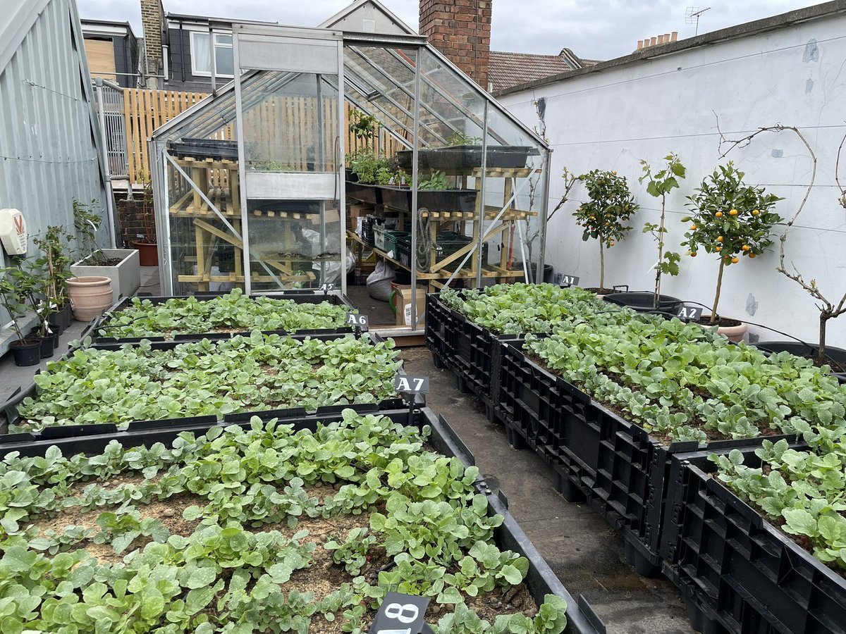 CugannLaoch's tweet photo. #SkyFarm has gone full throttle over the last few days here @BrunswickCoffee. We will have food from our own #SoilnToil on plates this weekend. Amazing how quickly everything comes up. #growyourown #urbangardening #dalston #londongardens https://t.co/uPVmwoke4S