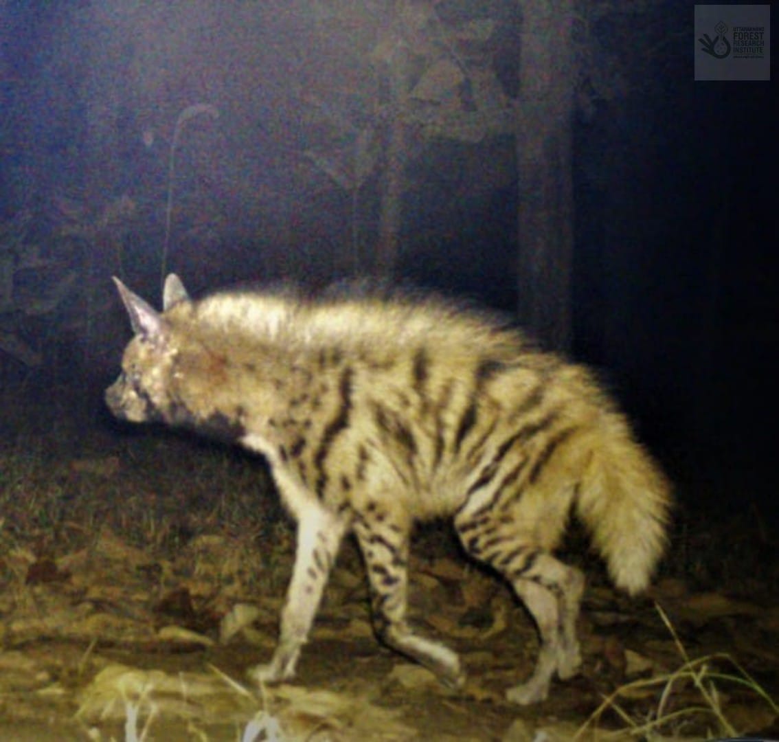 ukfrihaldwani's tweet photo. Striped hyena, as recorded by us in #camera_trap; Near threatened (#IUCN); called scavanger of #forests due to exceptionally strong jaws and digestive system; smallest of #hyenas, it is nocturnal; part of many of our ancient #folklores https://t.co/ZPUO4DLksi