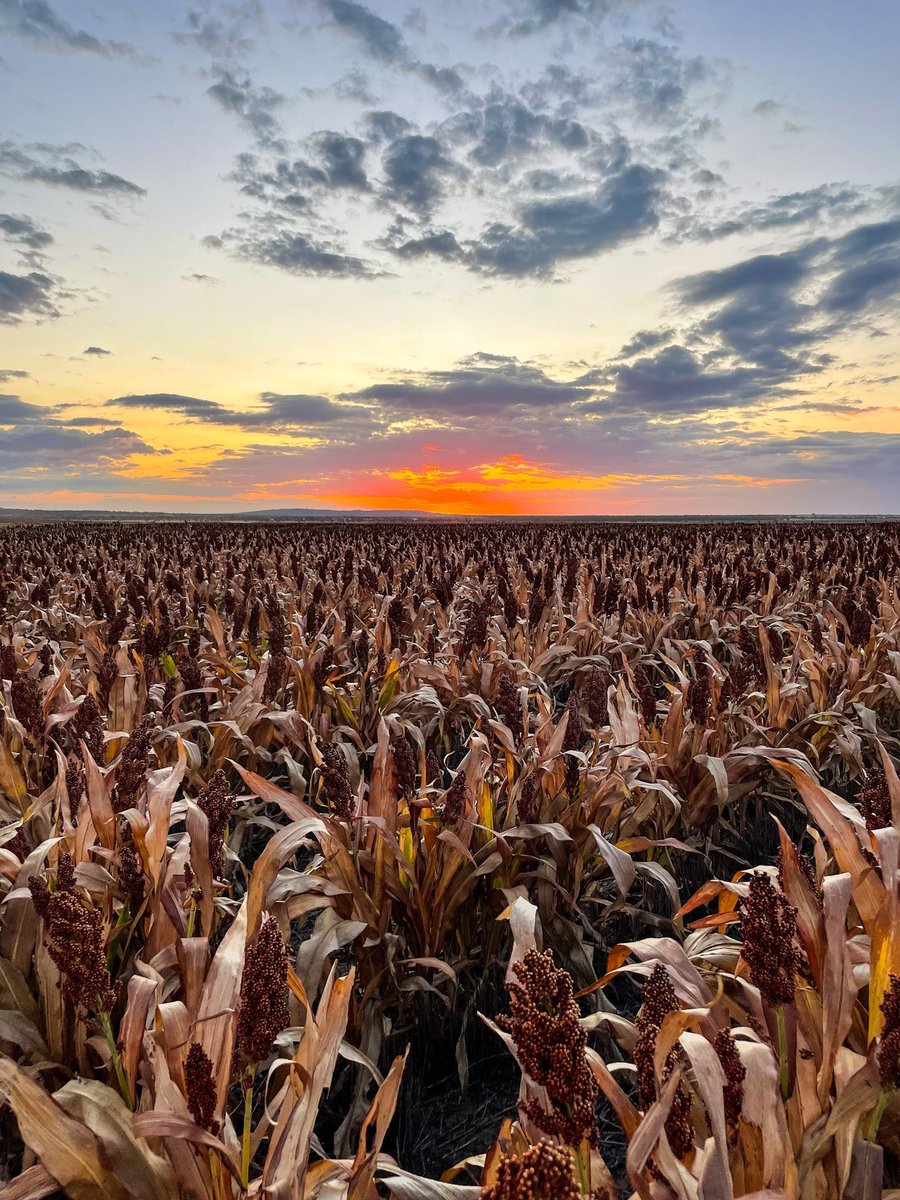 Shannon Crocker tweet media