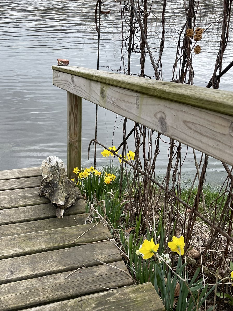 MemoryTuxedo1's tweet photo. We finished our #Deckwatch and are having a snooze. The river is flooding we havenβt been out for a #Hedgewatch. https://t.co/bHigurE1bG