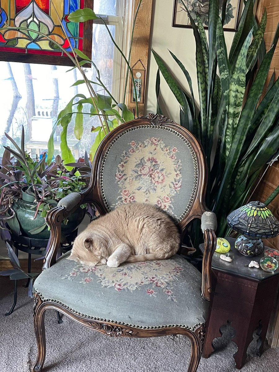 MemoryTuxedo1's tweet photo. We finished our #Deckwatch and are having a snooze. The river is flooding we havenβt been out for a #Hedgewatch. https://t.co/bHigurE1bG