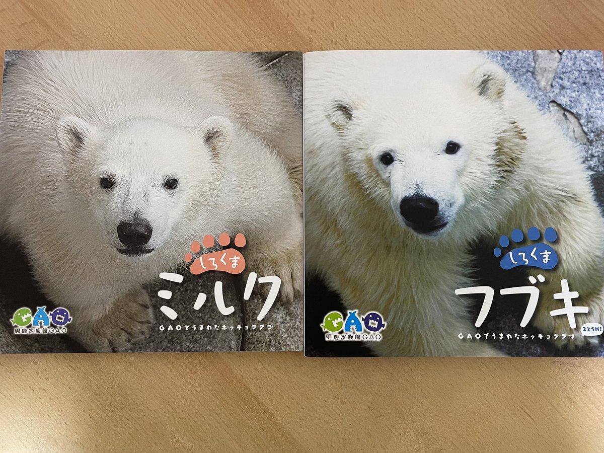 フブキ王子とミルク姫の写真集🐻‍❄️🐻‍❄️ 並べてみました😊 姉弟