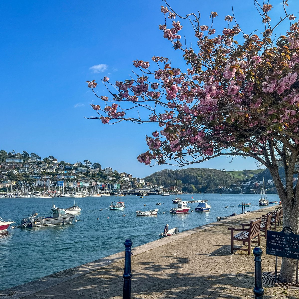 It's one of our favourite times of year here in South Devon - the gorgeous spring blossom is out in Dartmouth 🌸