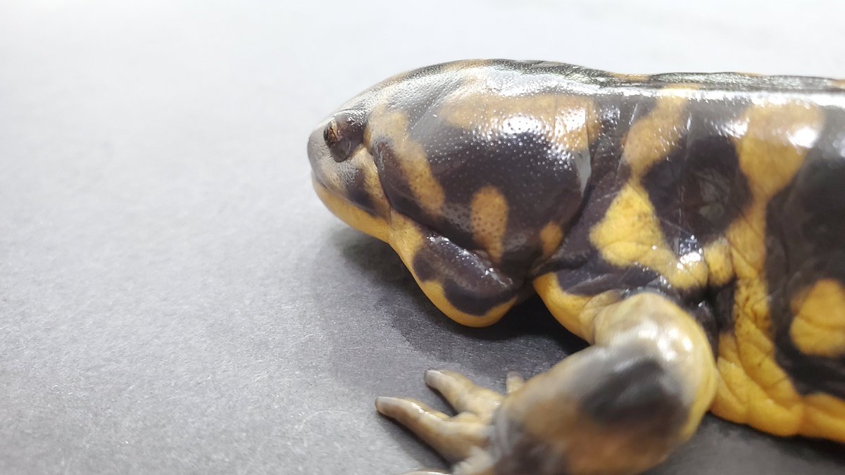 やっぱり頬の膨らみも良いな。 すでに体長20cm。じっくり飼育して