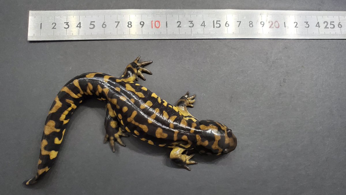 やっぱり頬の膨らみも良いな。 すでに体長20cm。じっくり飼育して