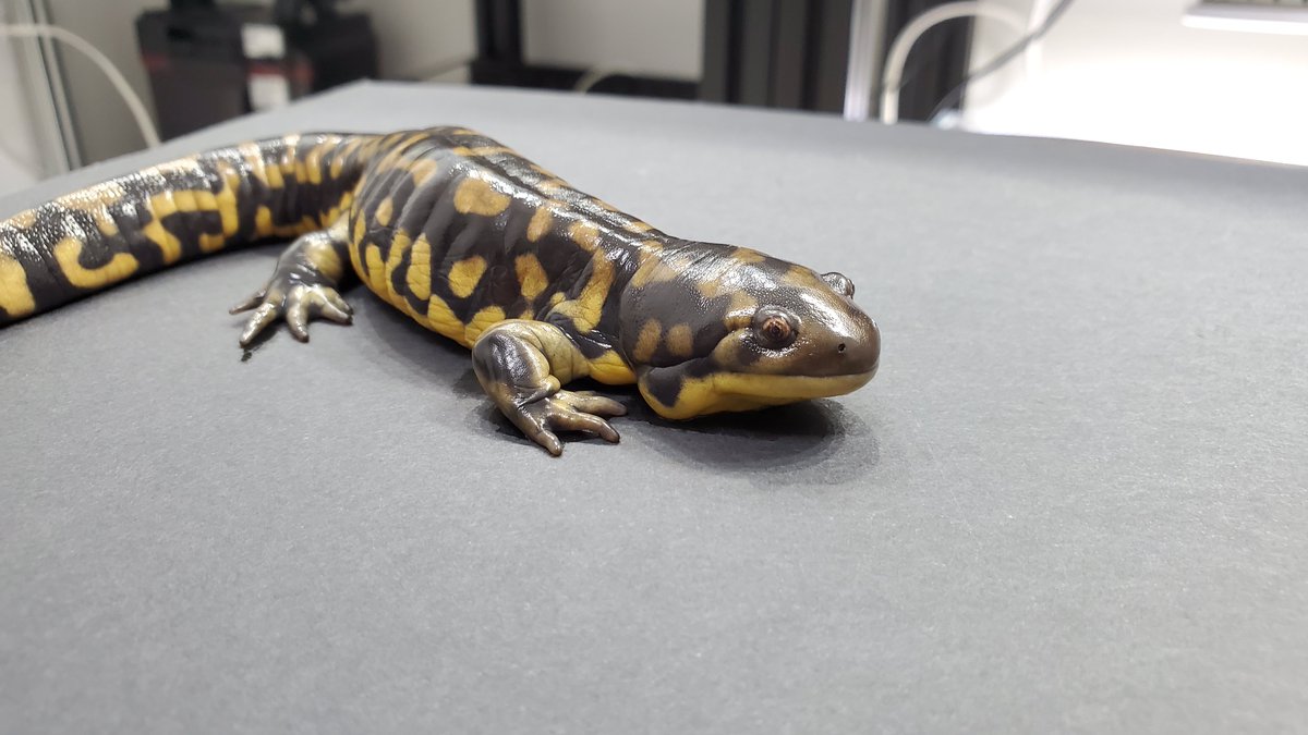 やっぱり頬の膨らみも良いな。 すでに体長20cm。じっくり飼育して