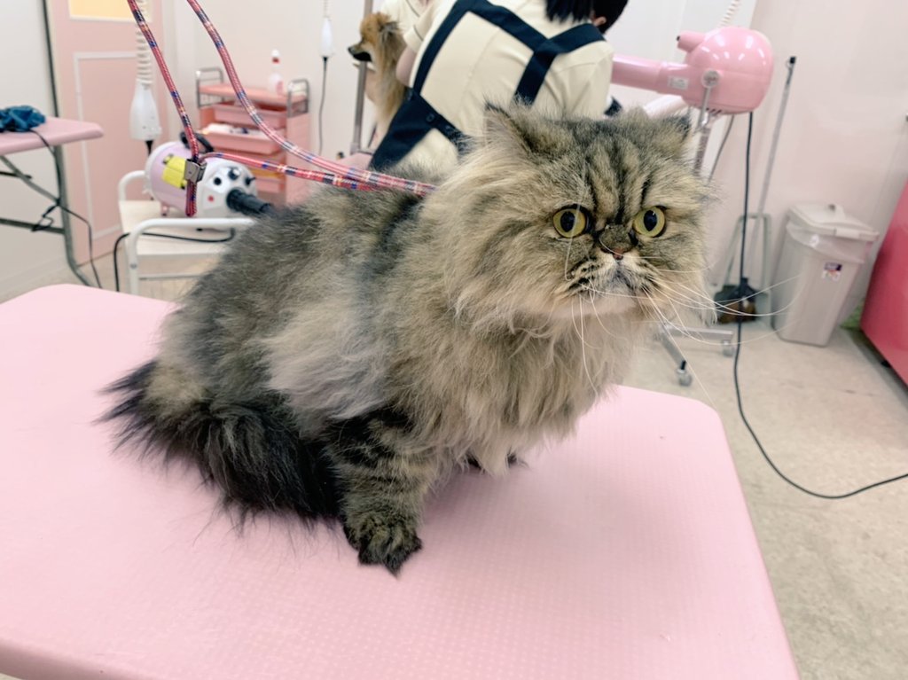 تويتر ペットサロンkumiko على تويتر ブーにゃんの春カット 少し長めスタイルです ェ T Co Gnktcgcs8a