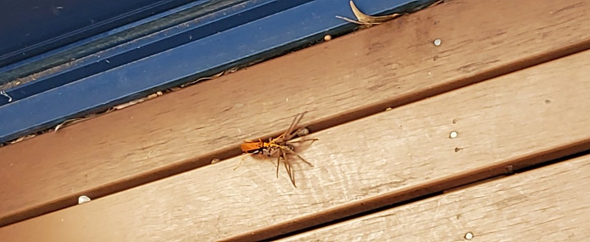 The wasp and the huntsman.  Wasp wins.