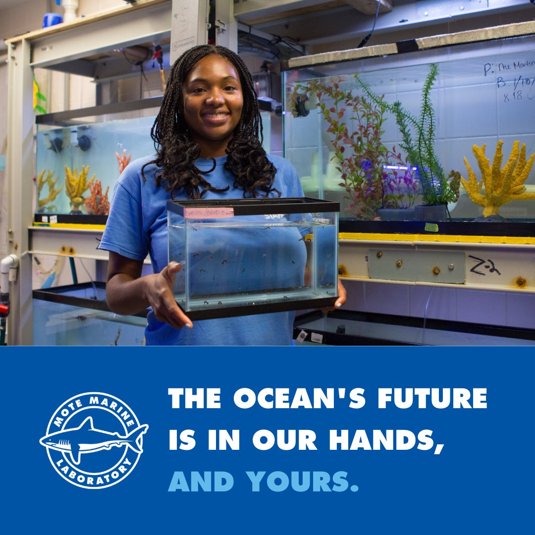 MoteMarineLab's tweet photo. Today is the last day to help #TeamMote in #GivingChallenge2022, presented by @CFSarasota! Be like Amanda, one of our aquarium biologists who managed Mote's Seahorse Conservation Lab for over 2️⃣ yrs, & #BeTheOne help the program! Visit ➡️ https://t.co/ZMcwnubgID! @ThePattersonFdn https://t.co/zFhmoAgMq5