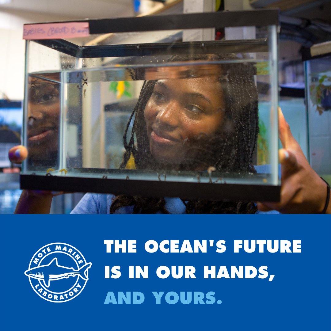 MoteMarineLab's tweet photo. Today is the last day to help #TeamMote in #GivingChallenge2022, presented by @CFSarasota! Be like Amanda, one of our aquarium biologists who managed Mote's Seahorse Conservation Lab for over 2️⃣ yrs, & #BeTheOne help the program! Visit ➡️ https://t.co/ZMcwnubgID! @ThePattersonFdn https://t.co/zFhmoAgMq5