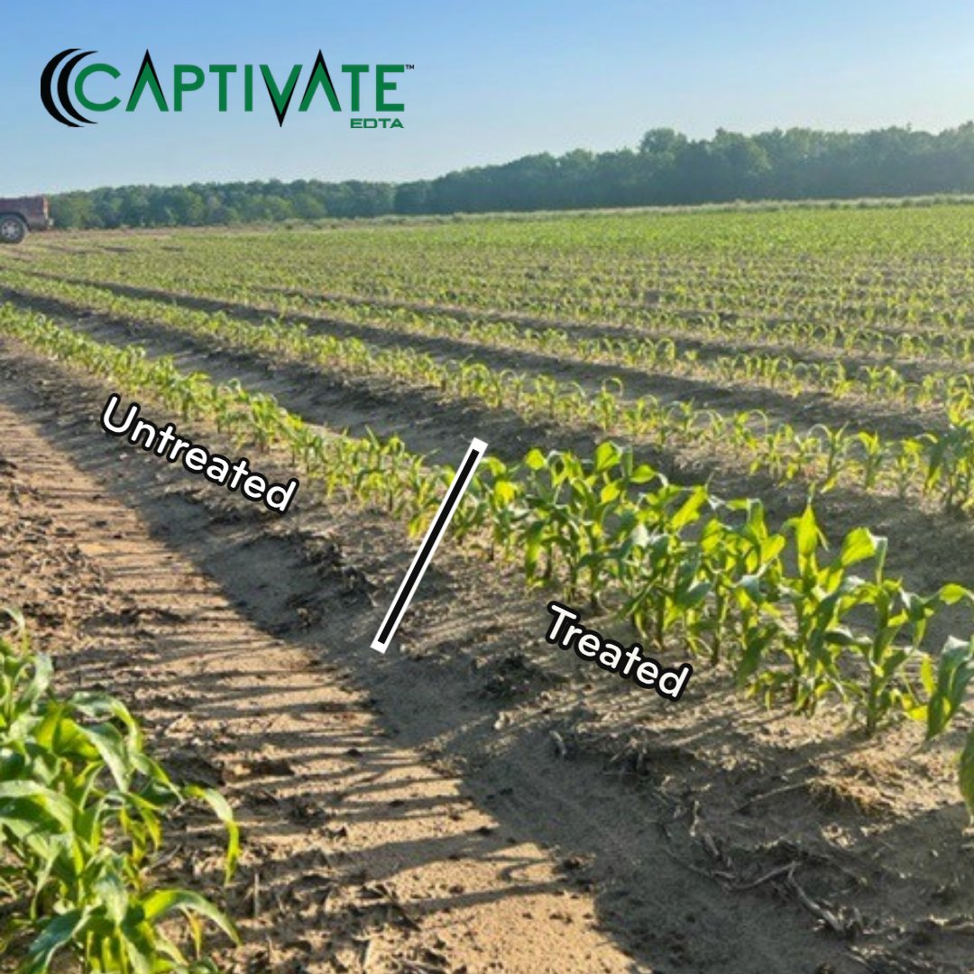 Innvictis's tweet image. “Captivate has been my go to for starter fertilizer in my corn for the last 4 years.  I won’t plant corn without it...”  - 
 Grower in Rayville, LA.

@Simplot_SGS 
#Simplot #SGS #Trial #Plant22 #Fertilizer #Innvictis #Corn