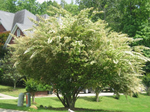 Lawnmasters318's tweet image. Why oh why did some numskull bring this awful plant from China and sick it on us about a century ago? Now billions of these evergreen shrubs dot the South like poppy seeds on a roll. Chinese privet grows everywhere, yes EVERYWHERE

 #lawnmasters #lawntech #weedoutwednesday