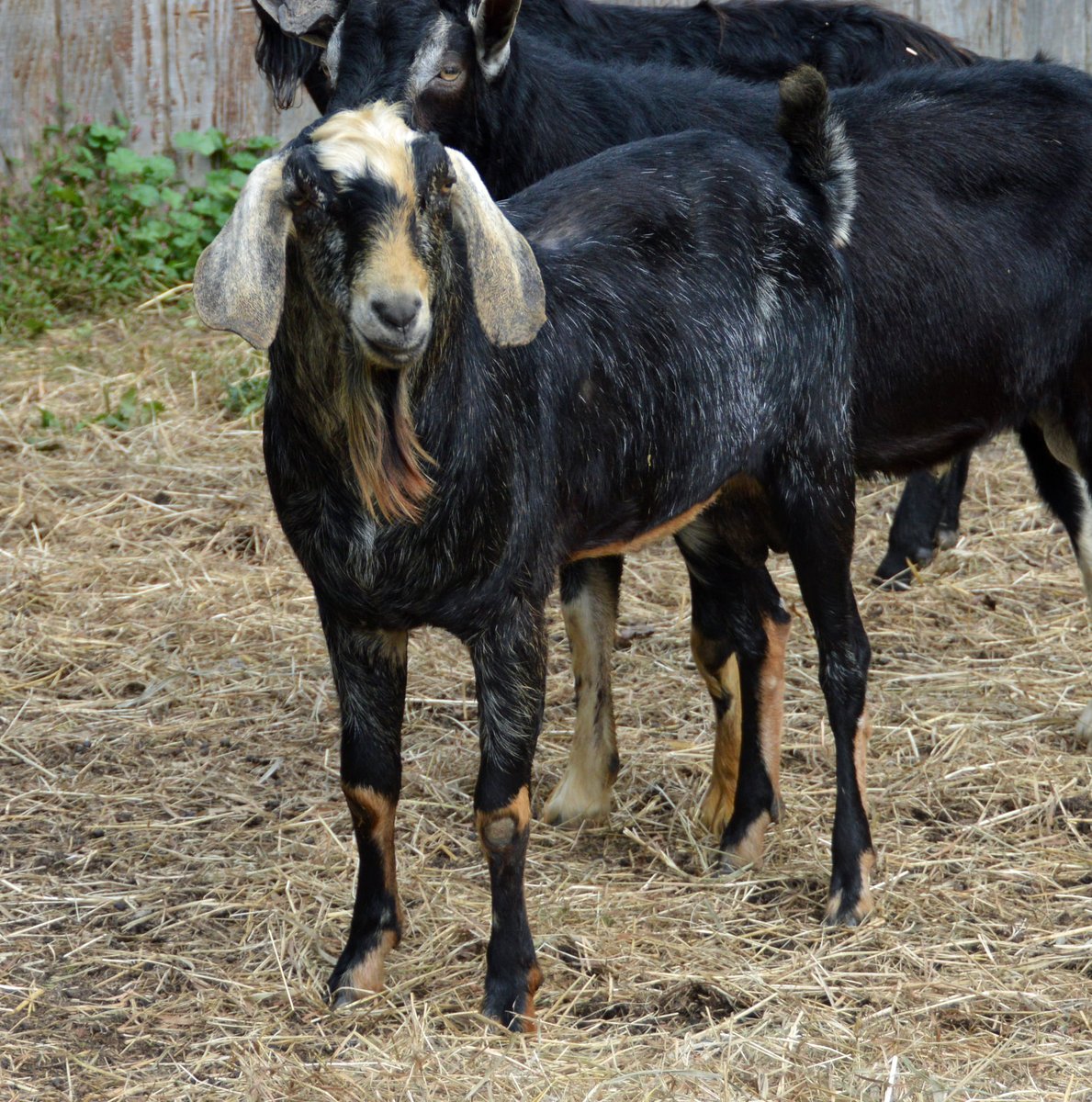 petsalive's tweet photo. Phil is on the lookout for the elusive sun today! And for a forever home!
Intervals of clouds and sunshine in the morning with more clouds for later in the day. High 52F. Winds WNW at 10 to 20 mph.
#WeatherGoat #Wether #GoatPun #AdoptPhil #NotADoctor https://t.co/70IbsbDLRD