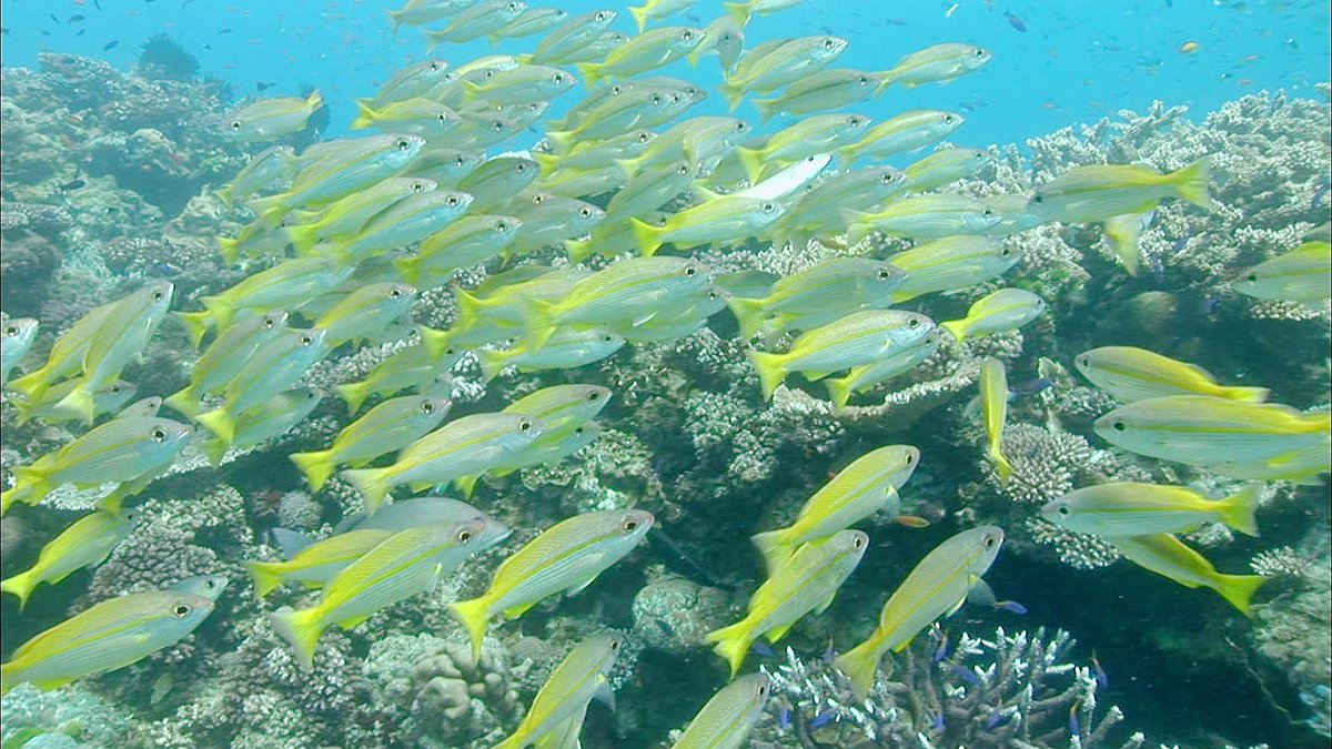 オーストラリアの「グレート・バリア・リーフ」です。沖合いへ約