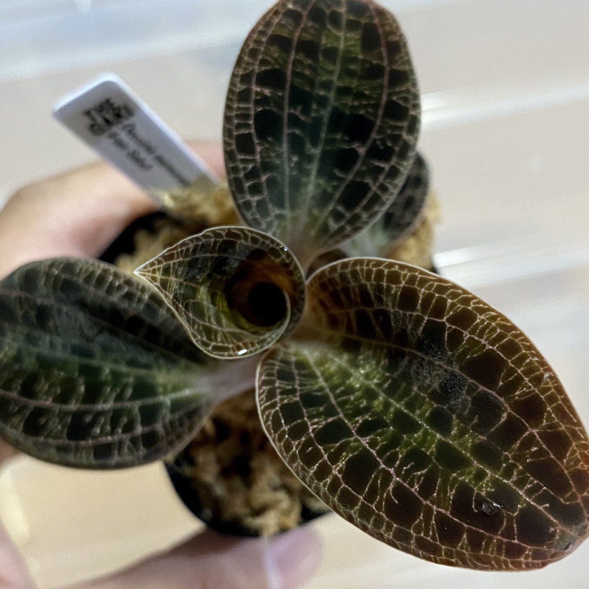 赤脈】ジュエルオーキッド Dossinia marmorata ドッシニア