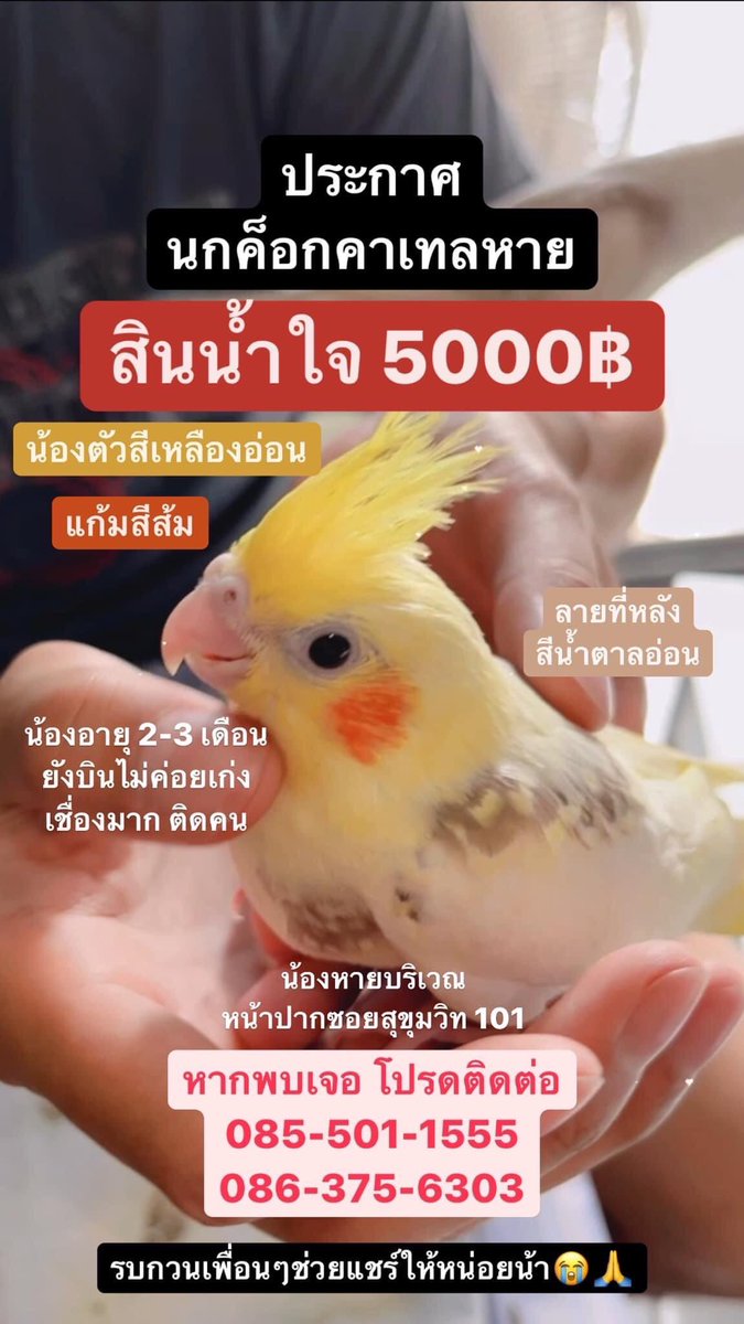 รบกวนหน่อยค่ะ ใครเห็นน้องตัวในรูปช่วยโทรบอกเจ้าของที เบอร์ 085-5011555 น้องหายไปแถวซอยสุขุมวิท 101 🙏🏼